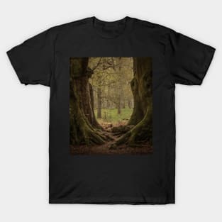 'The Witness Trees', Kinclaven Woods, Perthshire. T-Shirt